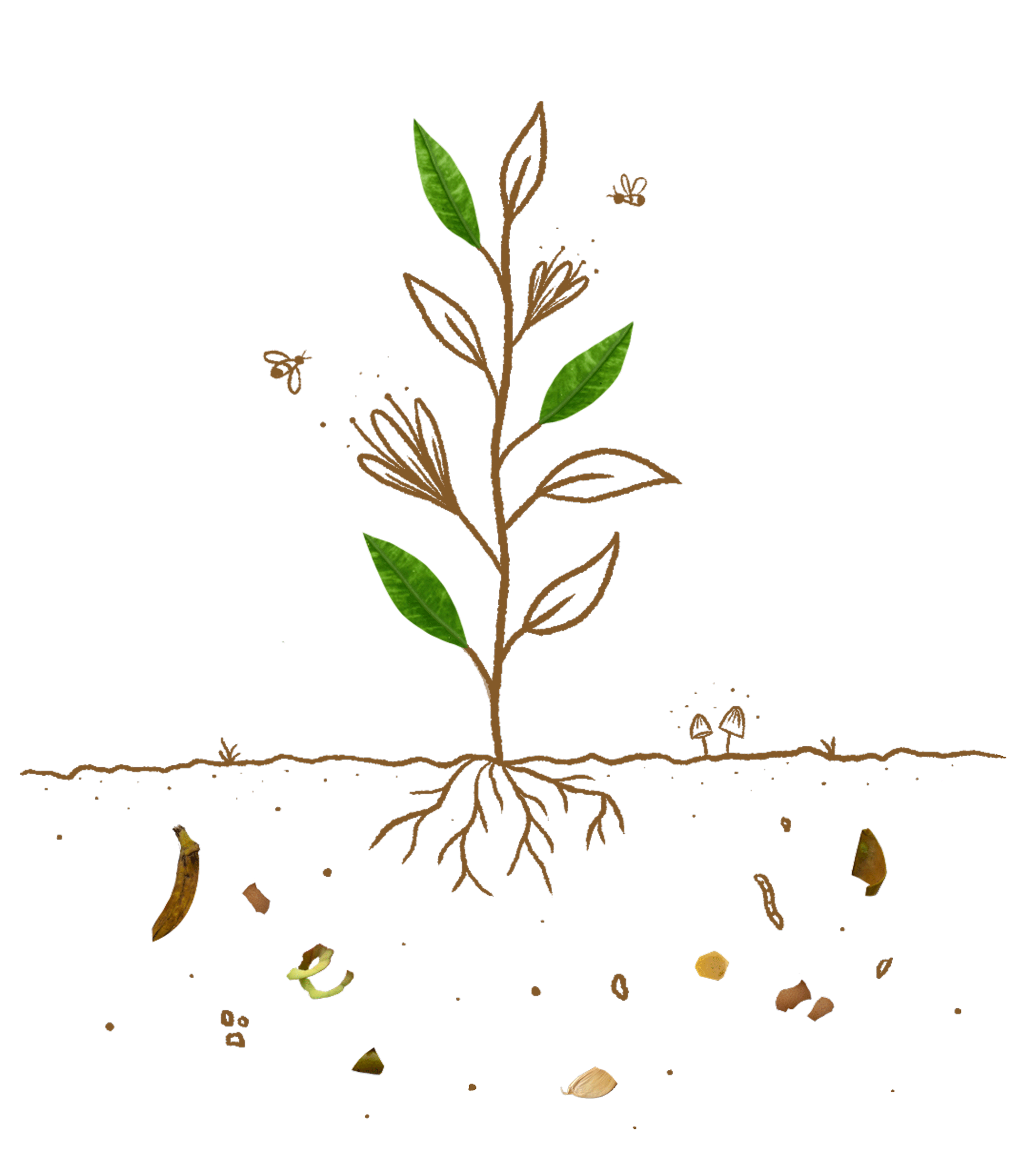 PRINCIPAL ANIMADO CASCARA COMPOST