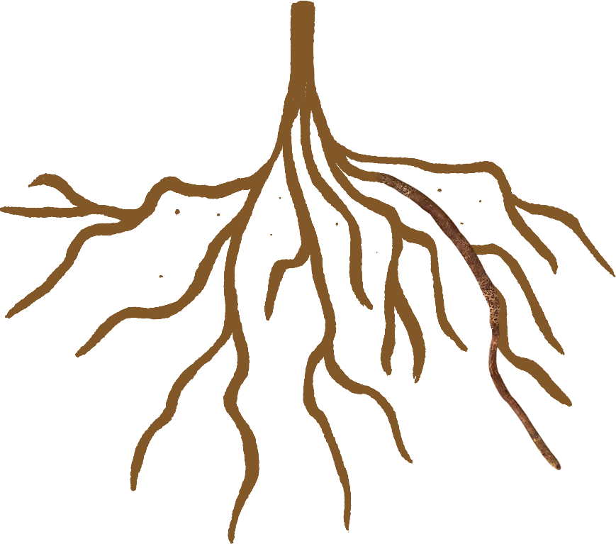 PLAN RAICES Cascara Compost